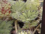    (Begonia rex hybrids)