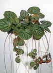   `Tricolor` (Saxifraga stolonifera (Saxifraga sarmentosa) `Tricolor`)