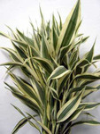 ������� ������� (Dracaena sanderana)
