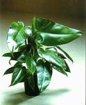  tuxla (Philodendron tuxla)
