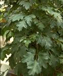   (Cissus rhombifolia (Rhoicissus rhomboidea))