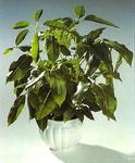   (Brassaia actinophylla (Schefflera actinophylla))