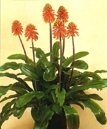 Гибриды вельтгеймии зеленоцветковой (Veltheimia viridifolia hybrids)