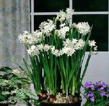 Гибриды нарцисса тацетта (Narcissus tazetta hybrids)