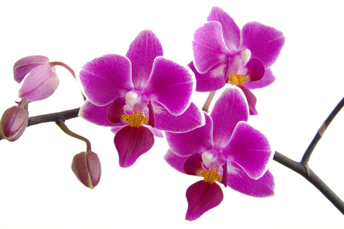 11 причин заняться выращиванием орхидей дома