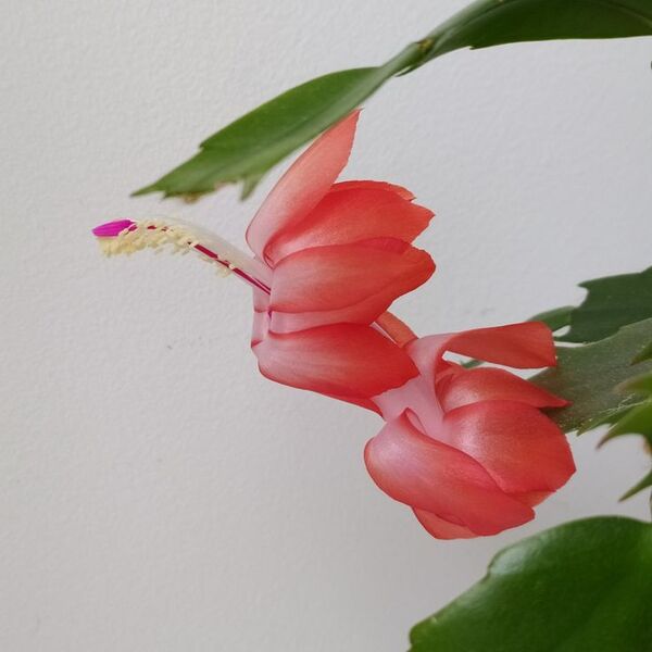 Шлюмбергера