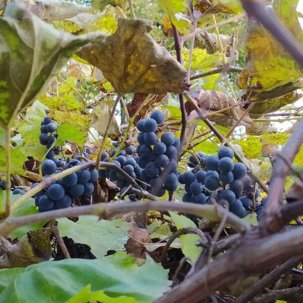 Домашнее вино