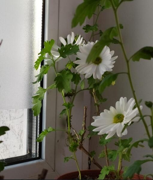 Які добрива для кімнатних рослин не можна змішувати