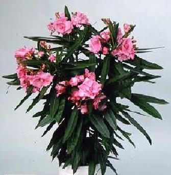 Гибриды олеандра обыкновенного (Nerium oleander hybrids)