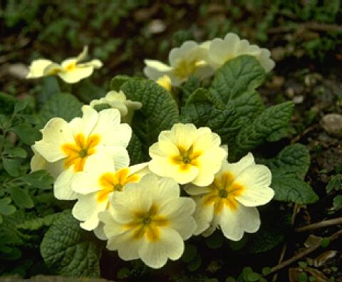 Гибриды первоцвета обыкновенного (Primula vulgaris hybrids)