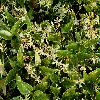 Трахелоспермум жасминовидный или `звездчатый жасмин` (Trachelospermum jasminoides)