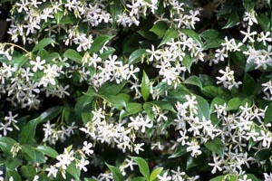Трахелоспермум жасминовидный или `звездчатый жасмин` (Trachelospermum jasminoides)