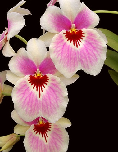 Как защитить орхидею от проникнования инфекции после срезки цветоноса