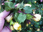 Абутилон гибридный (комнатный клен) (Abutilon hybridum)