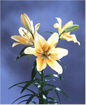 Гибриды лилии (Lilium hybrids)