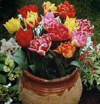 Гибриды тюльпана (Tulipa hybrids)
