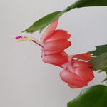 Шлюмбергера