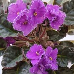 ������� ��� ������