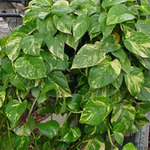     ()  (Epipremnum aureum (Scindapsus aureus))