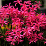 Нерина Боудена (цветок нимфы, Nerine bowdenii)