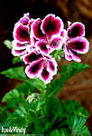     (Pelargonium domesticum)