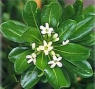  (c)  (Pittosporum tobira)