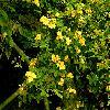  banksia lutea (Rosa banksia lutea)