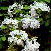     (Plumbago capensis)