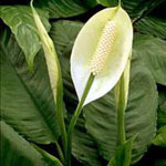   (Spathiphyllum wallisii)