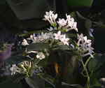   (Stephanotis floribunda)