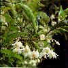   (Styrax japonica)