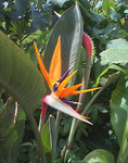   (Strelitzia reginae)