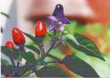   ( )  (Capsicum annuum)