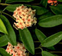      (Hoya carnosa)