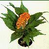   (Celosia argentea)