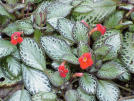   (Episcia reptans)