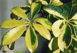    (Schefflera arboricola)