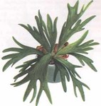   () (Platycerium bifurcatum)