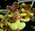    Oncidium