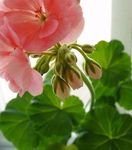  Pelargonium ()