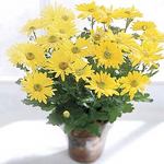  Chrysanthemum